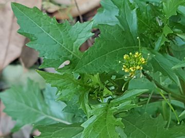 Erbacea Crucifera incognita:   Sisymbrium cfr. irio  (Brassicaceae)
