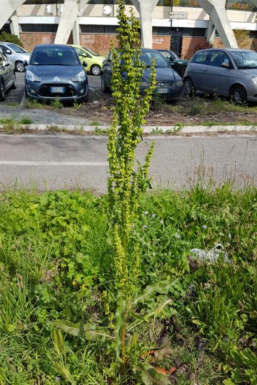 Erbacea con parassiti:  Rumex crispus (Polygonaceae)