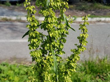 Erbacea con parassiti:  Rumex crispus (Polygonaceae)