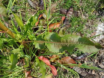 Erbacea con parassiti:  Rumex crispus (Polygonaceae)