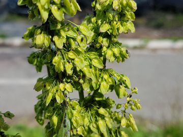 Erbacea con parassiti:  Rumex crispus (Polygonaceae)