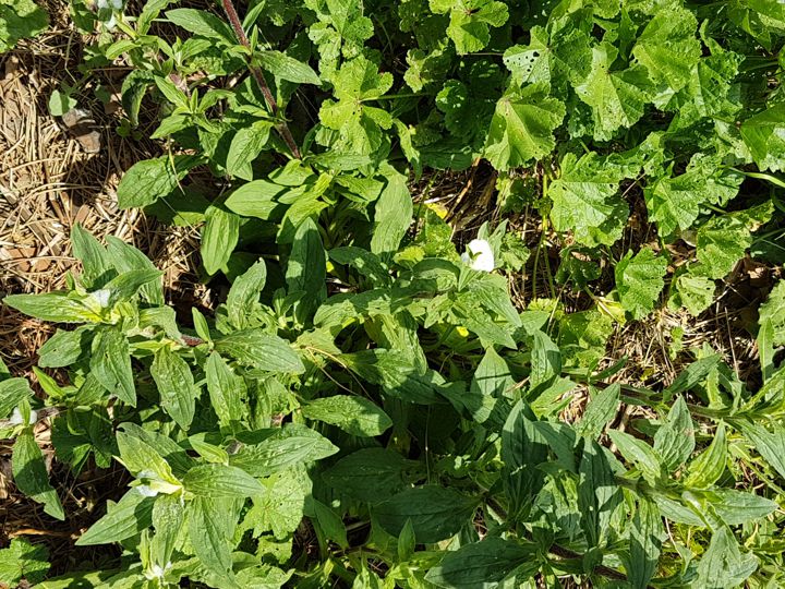 Erbacea in incolto: Silene latifolia  (Caryophyllaceae)