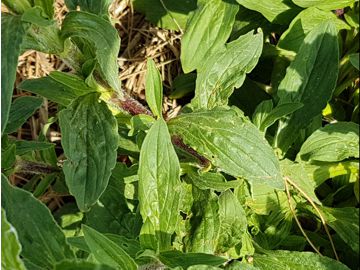 Erbacea in incolto: Silene latifolia  (Caryophyllaceae)