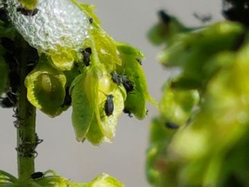 Erbacea con parassiti:  Rumex crispus (Polygonaceae)