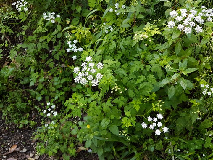 Apiaceae: Chaerophyllum temulum (cfr.)