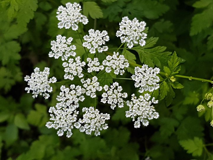 Apiaceae: Chaerophyllum temulum (cfr.)