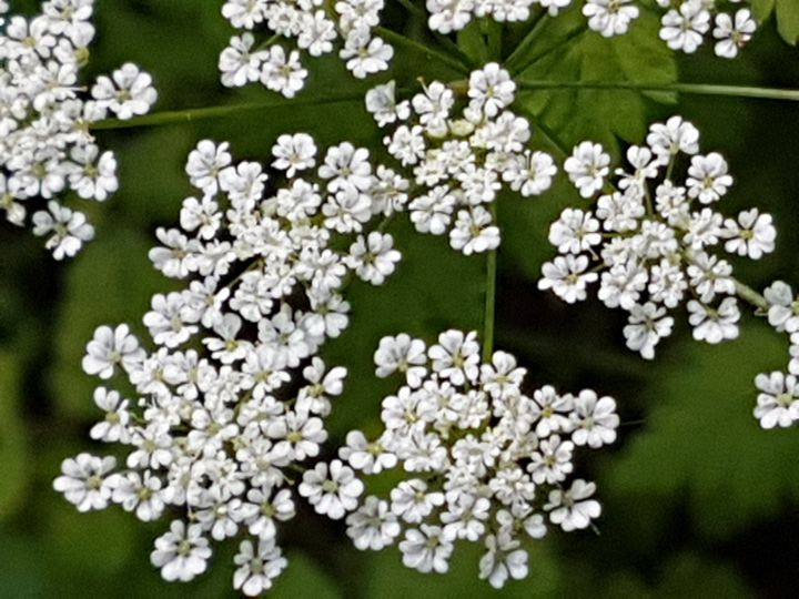 Apiaceae: Chaerophyllum temulum (cfr.)