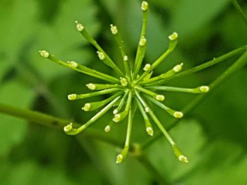 Apiaceae: Chaerophyllum temulum (cfr.)