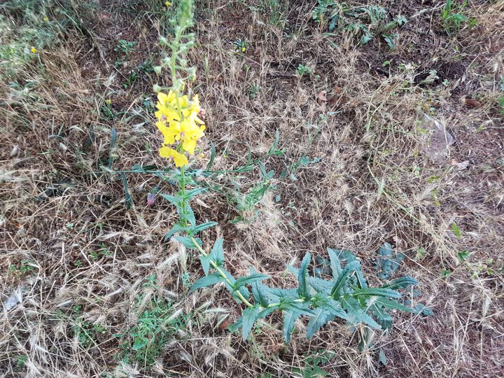 Verbascum blattaria  (Scrophulariaceae)