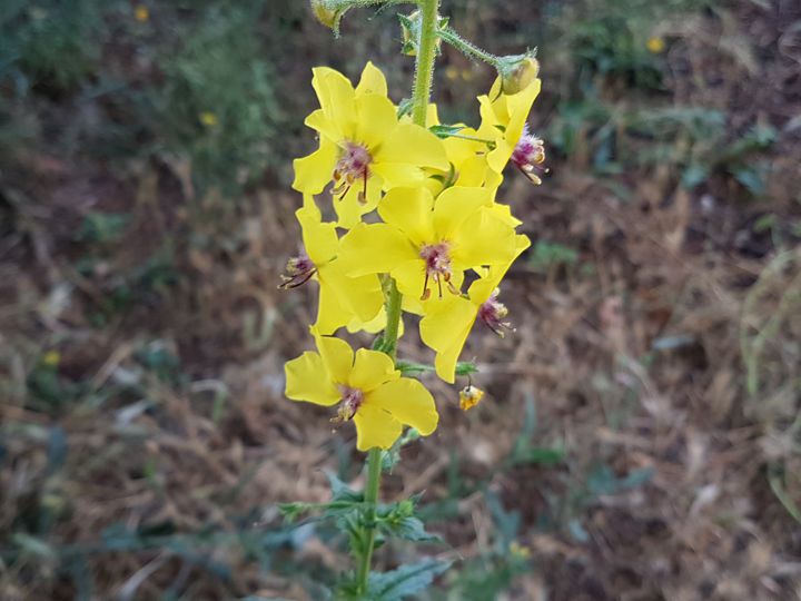 Verbascum blattaria  (Scrophulariaceae)