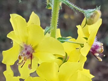 Verbascum blattaria  (Scrophulariaceae)