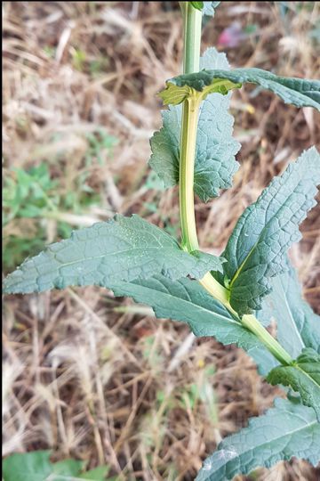 Verbascum blattaria  (Scrophulariaceae)