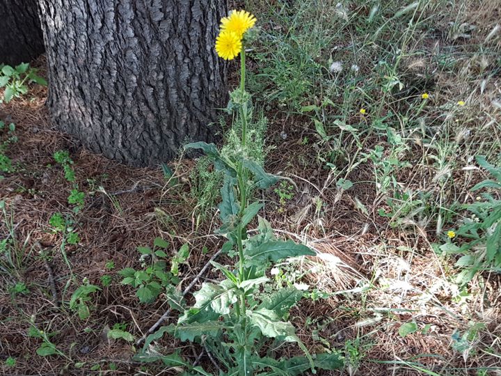 Picris hieracioides