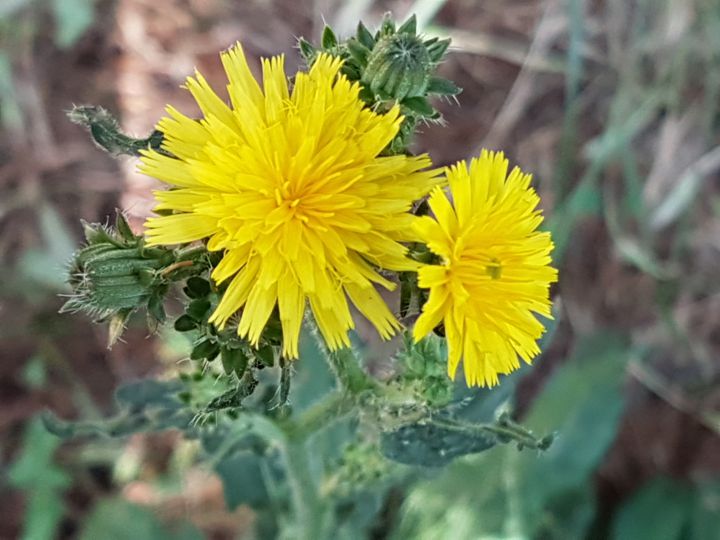 Picris hieracioides