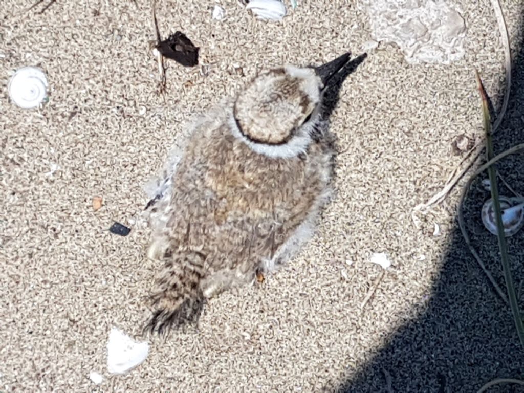 Sulla spiaggia di Mondragoneo: un Fratino  (Charadrius alexandrinus)