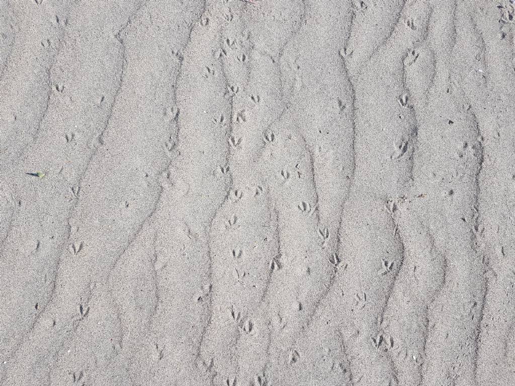 Sulla spiaggia di Mondragoneo: un Fratino  (Charadrius alexandrinus)