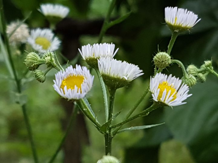 Asteracea : Erigeron annuus