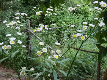 Asteracea : Erigeron annuus