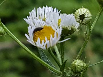 Asteracea : Erigeron annuus
