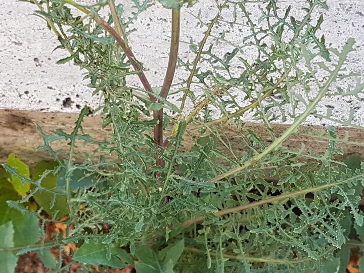 Sonchus tenerrimus