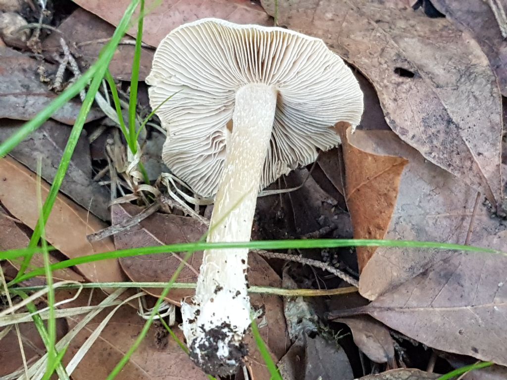 Fungo di parco