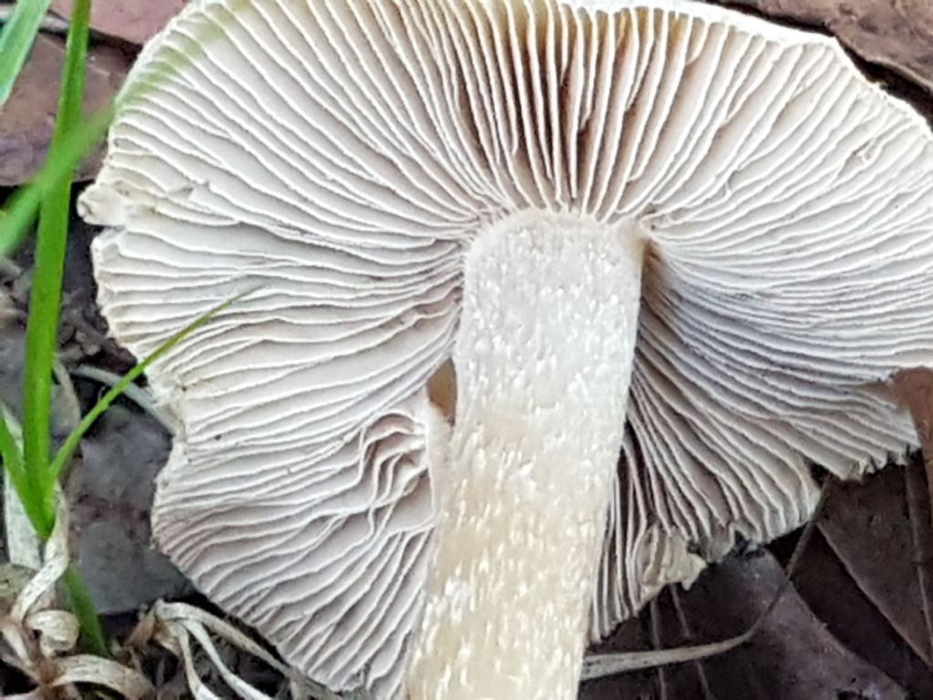 Fungo di parco