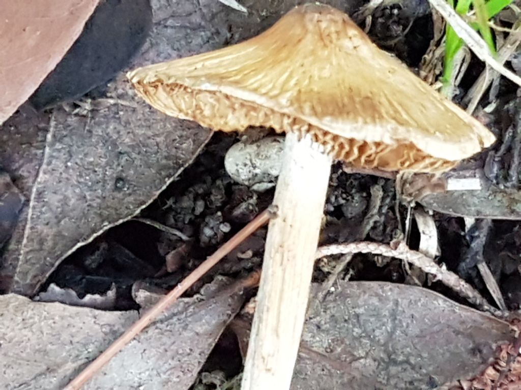 Ancora da un parco di Roma