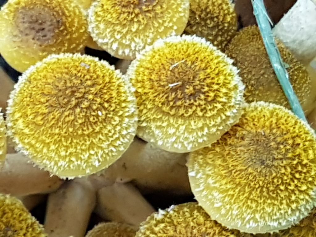 funghetti gialli