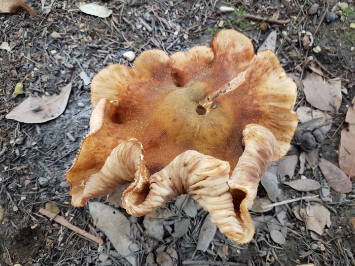 Fungo dal cappello contorto