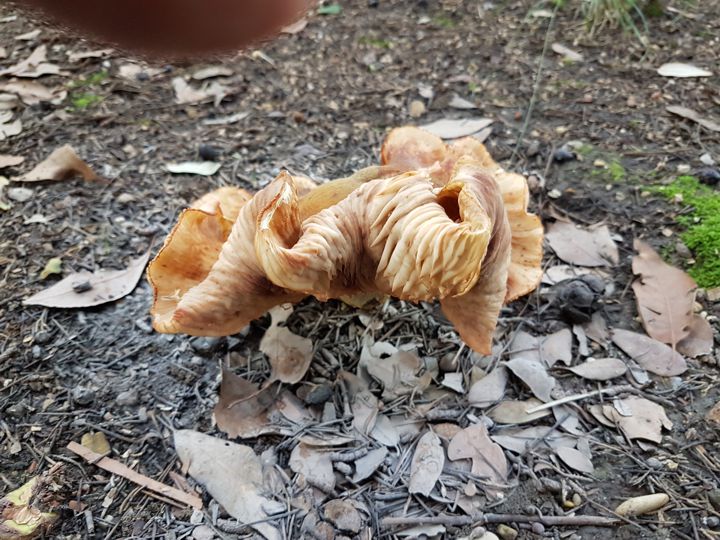 Fungo dal cappello contorto