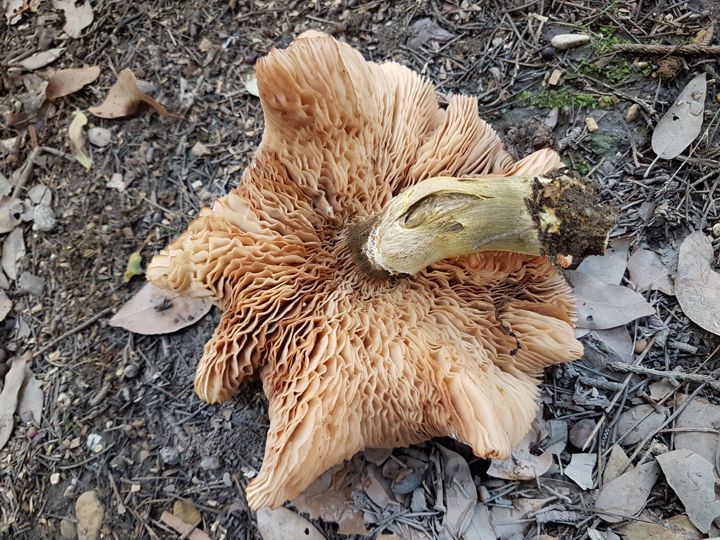 Fungo dal cappello contorto