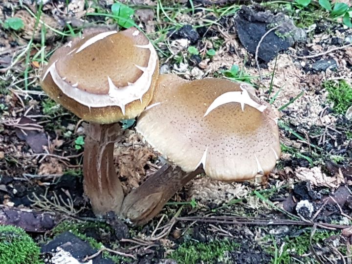 fungo nella crescita