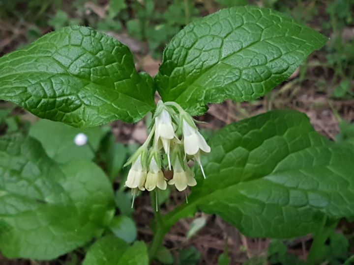 Symphytum bulbosum (Boraginaceae)