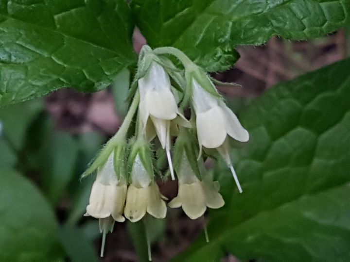 Symphytum bulbosum (Boraginaceae)