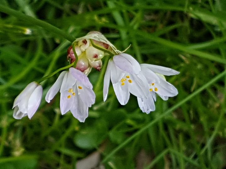 Allium roseum / Aglio roseo