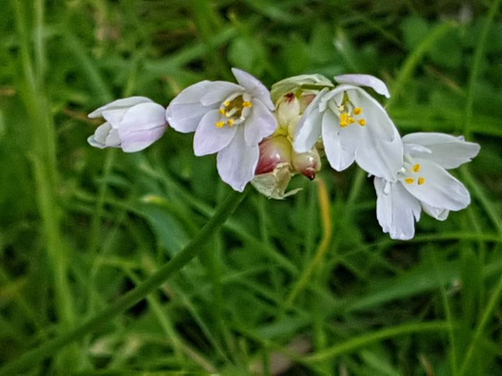 Allium roseum / Aglio roseo