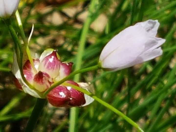 Allium roseum / Aglio roseo