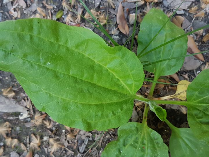Plantago major