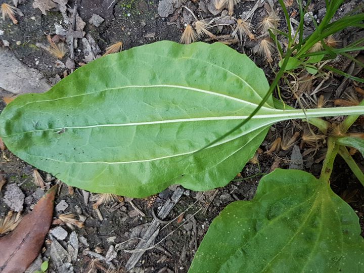 Plantago major