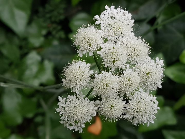 Oenanthe pimpinelloides / Finocchio acquatico