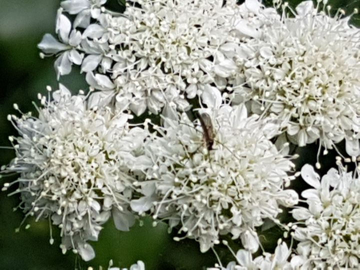 Oenanthe pimpinelloides / Finocchio acquatico