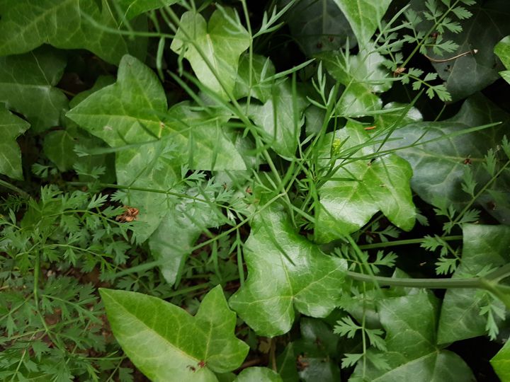 Oenanthe pimpinelloides / Finocchio acquatico