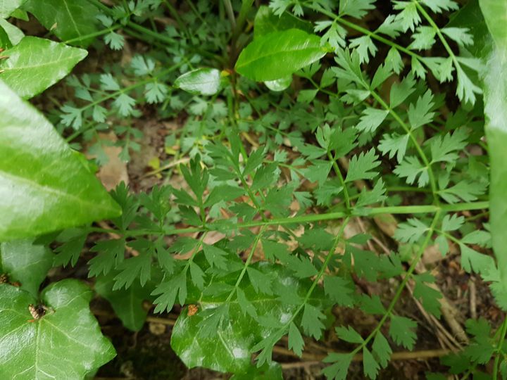 Oenanthe pimpinelloides / Finocchio acquatico