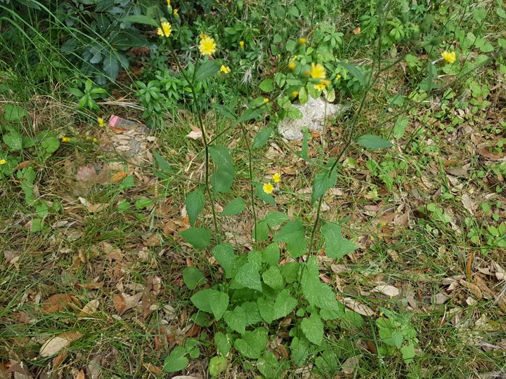 Asteracea gialla:  Lapsana communis