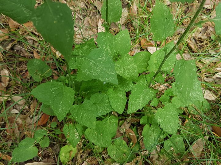 Asteracea gialla:  Lapsana communis