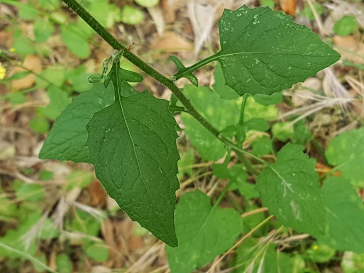 Asteracea gialla:  Lapsana communis