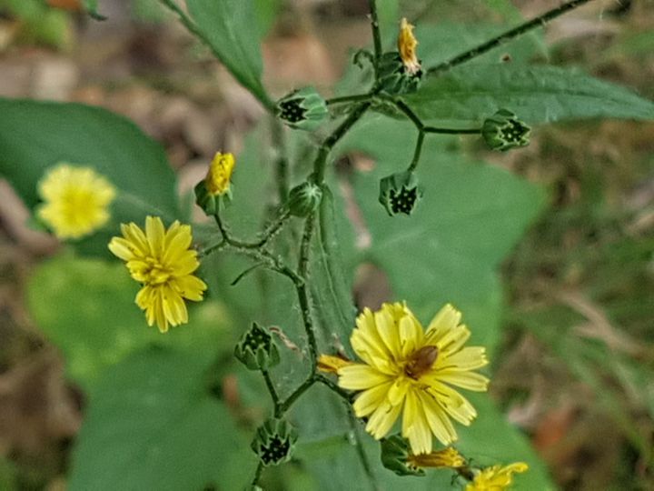 Asteracea gialla:  Lapsana communis