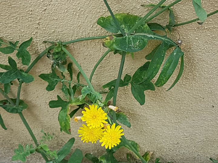 Asteracea dal fiore giallo:  Sonchus sp.