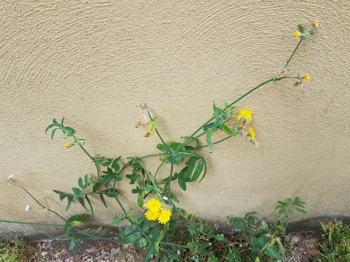 Asteracea dal fiore giallo:  Sonchus sp.