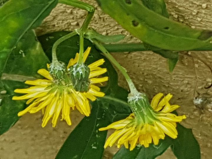 Asteracea dal fiore giallo:  Sonchus sp.